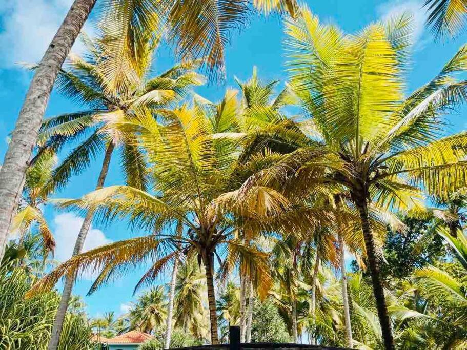 Palm House - Luxury Villa - Samana - Ocean Front Sánchez Eksteriør billede